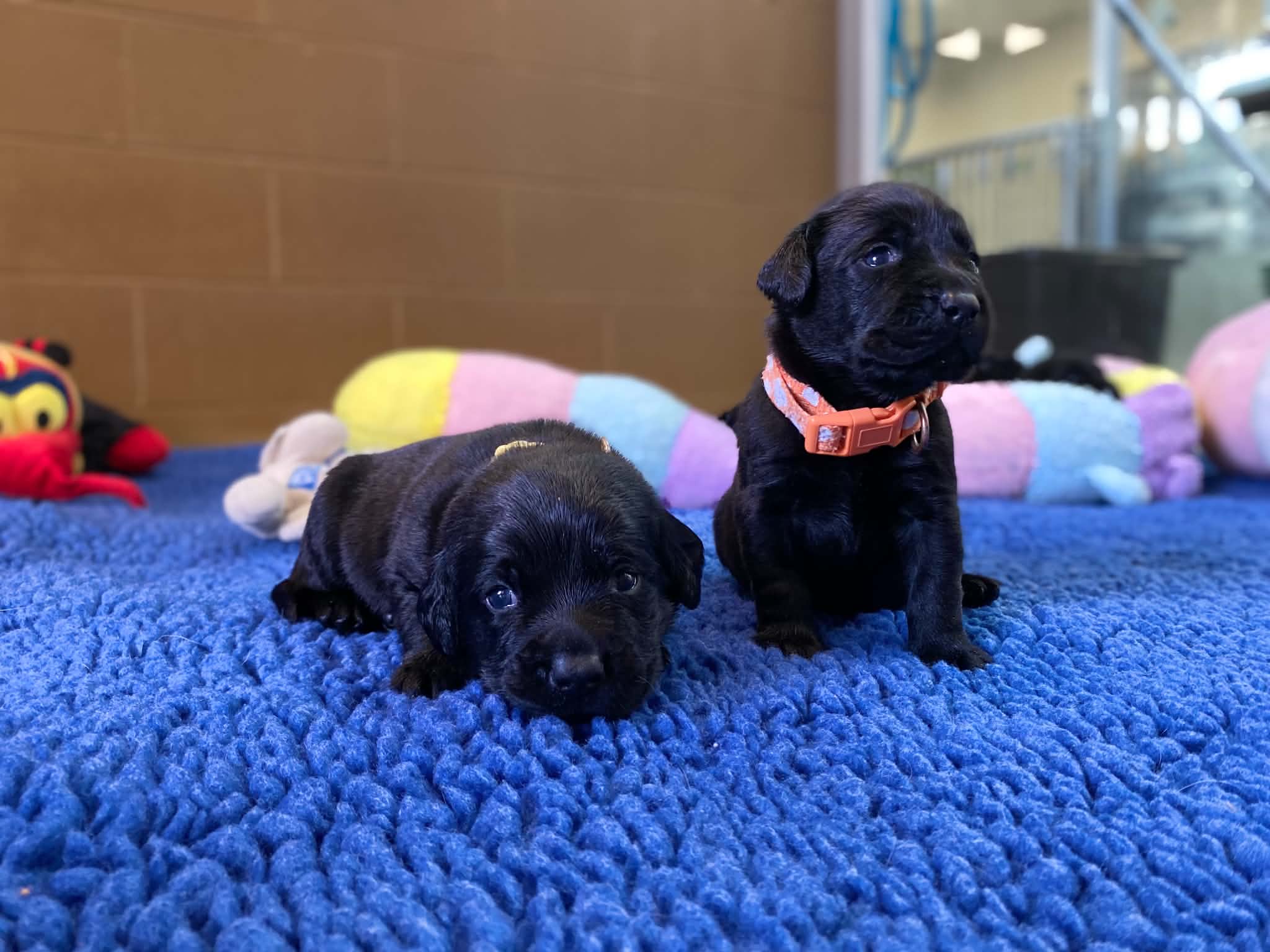 Josie x Caspar pups 3 weeks old 8